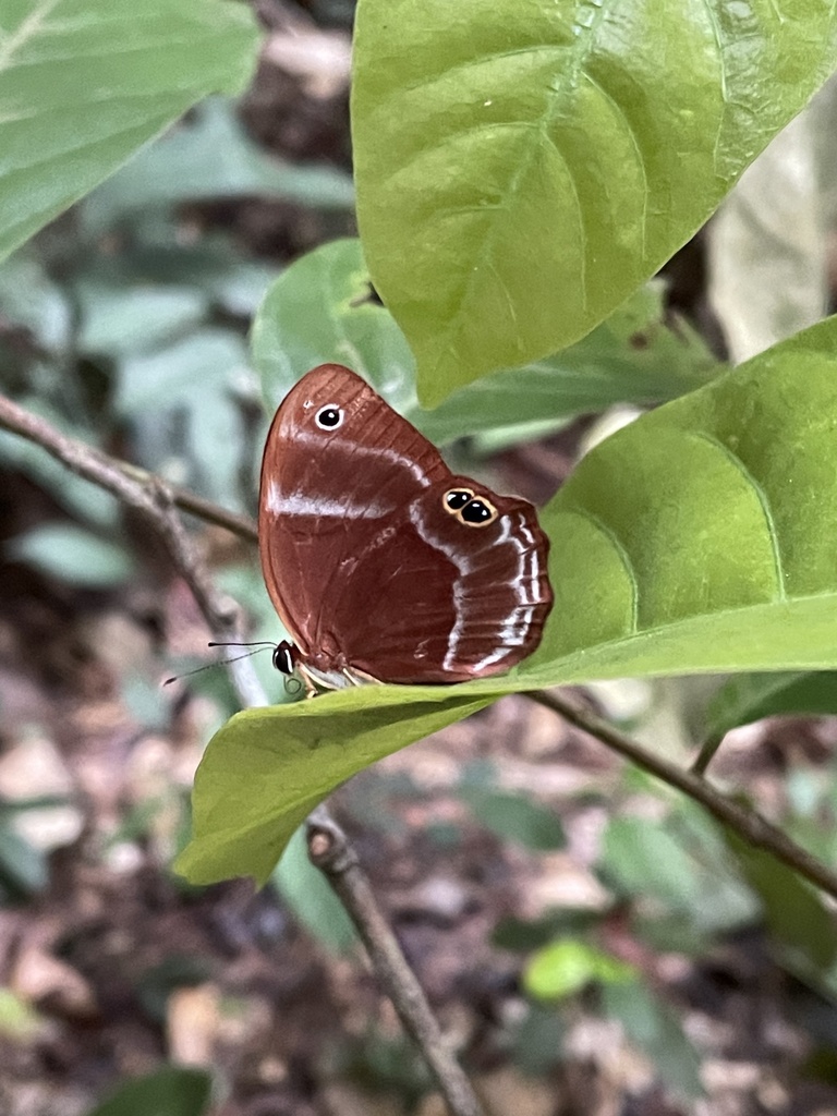 Scalloped Blue Judy