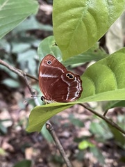 Afriodinia rutherfordii