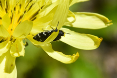Acmaeodera ornata