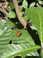 Euriphene gambiae gabonica