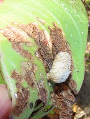 Aspidimorpha puncticosta