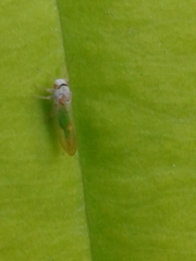 Psylla buxi