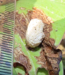 Aspidimorpha puncticosta