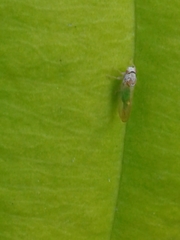 Psylla buxi