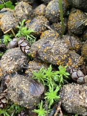 Cheilymenia coprinaria