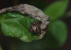 Eysarcoris guttigerus