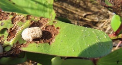 Aspidimorpha puncticosta