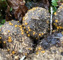 Cheilymenia coprinaria