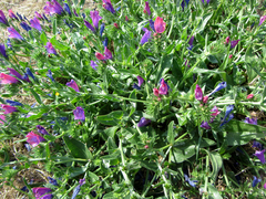 Echium plantagineum