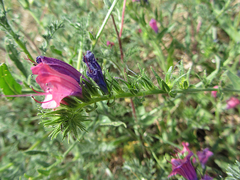 Echium plantagineum