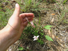 Spigelia alabamensis
