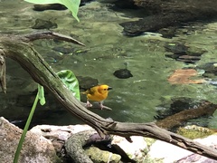Ploceus castaneiceps