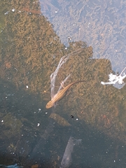 Lissotriton vulgaris