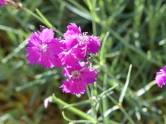 Dianthus gratianopolitanus