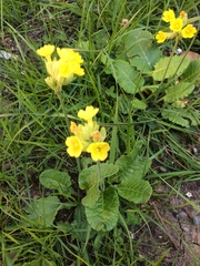 Primula veris