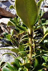 Coprosma serrulata