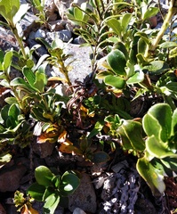Coprosma serrulata
