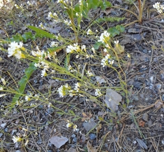 Arabidopsis suecica