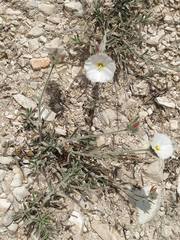 Convolvulus lanuginosus