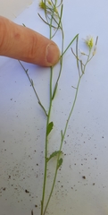 Arabidopsis suecica