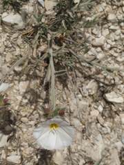 Convolvulus lanuginosus