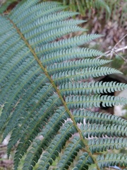 Polystichum montevidense