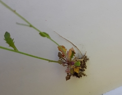 Arabidopsis suecica