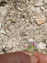 Convolvulus lanuginosus