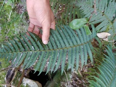Polystichum montevidense