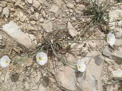 Convolvulus lanuginosus