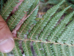 Polystichum montevidense