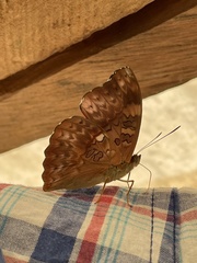 Cymothoe excelsa excelsa