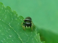 Zygoballus rufipes