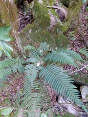Polystichum montevidense