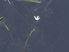 Ranunculus longirostris