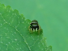 Zygoballus rufipes