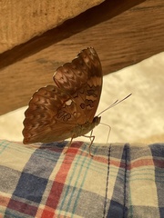 Cymothoe excelsa excelsa