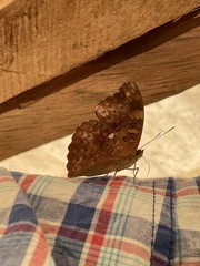 Cymothoe excelsa excelsa