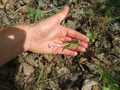 Spigelia alabamensis