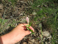 Spigelia alabamensis