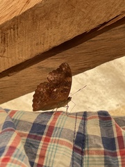 Cymothoe excelsa excelsa