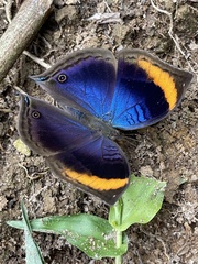Junonia cymodoce lugens