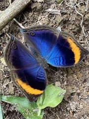 Junonia cymodoce lugens