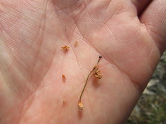 Fimbristylis puberula