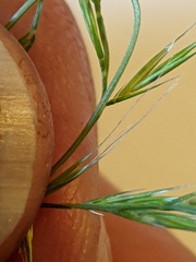 Festuca myuros