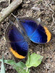 Junonia cymodoce lugens