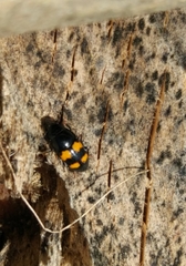 Glischrochilus grandis