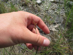 Fimbristylis puberula