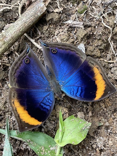 Junonia cymodoce