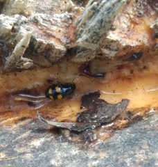 Glischrochilus grandis